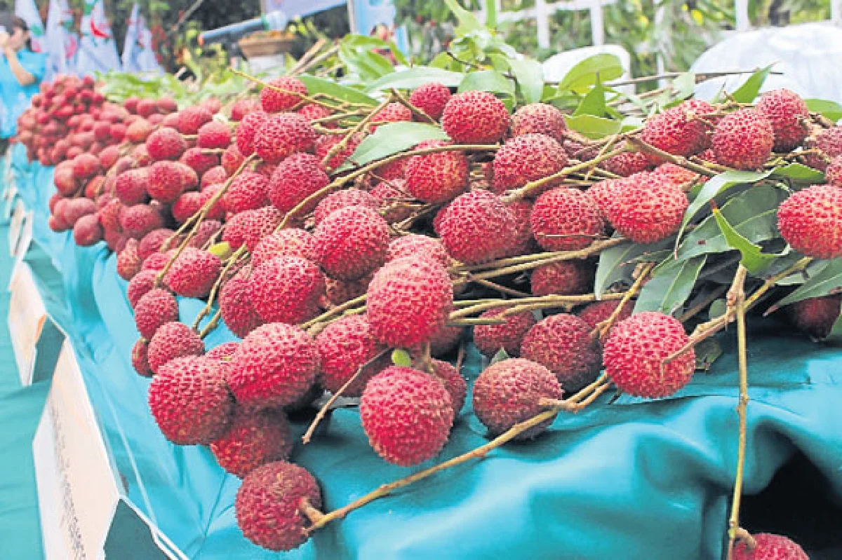 เทศกาลลิ้นจี่ของดีสมุทรสงคราม