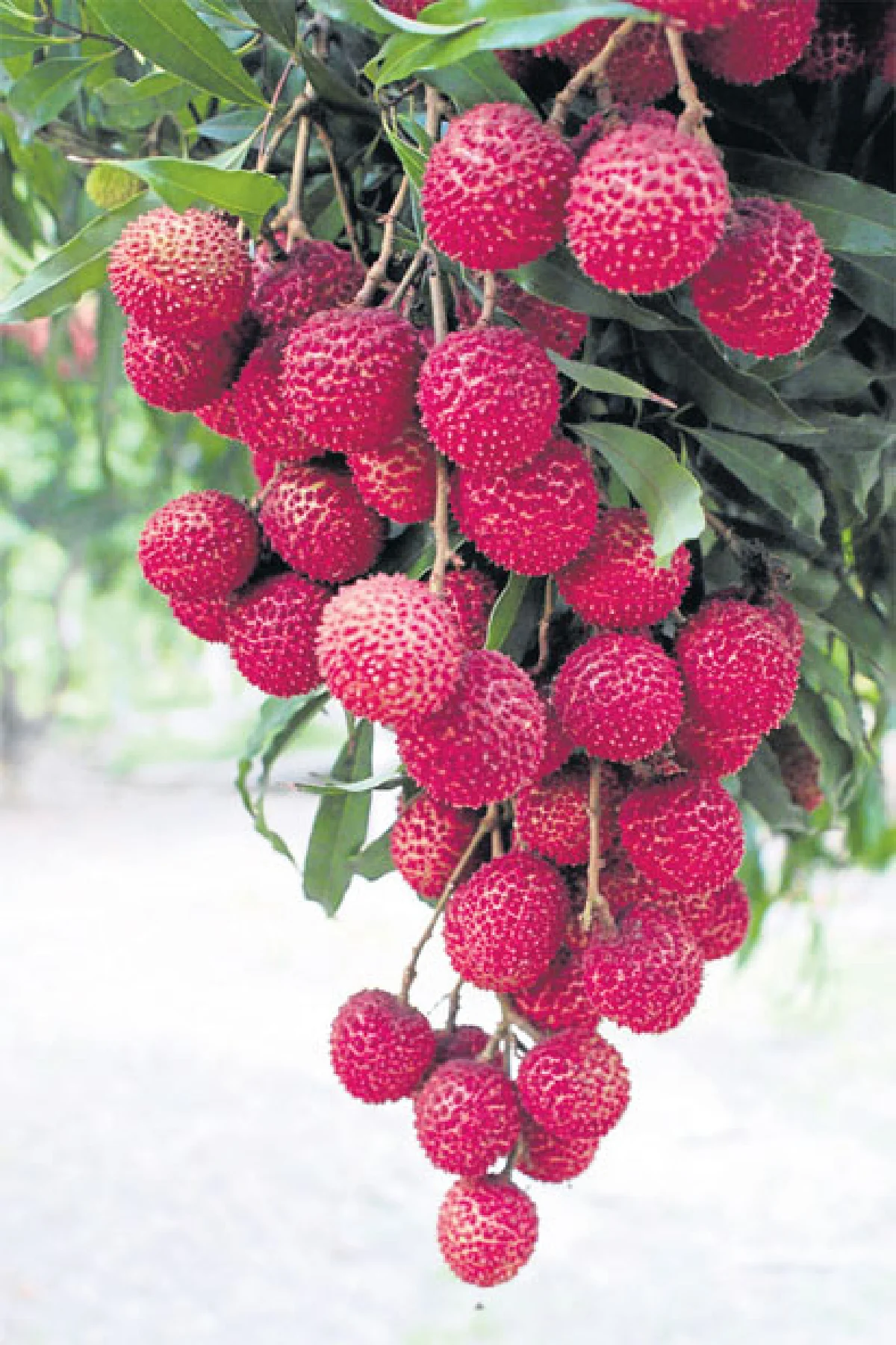 เทศกาลลิ้นจี่ของดีสมุทรสงคราม