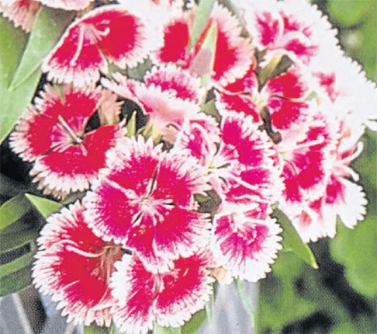 ผีเสื้อและคาร์เนชั่นในสวนฤดูร้อน