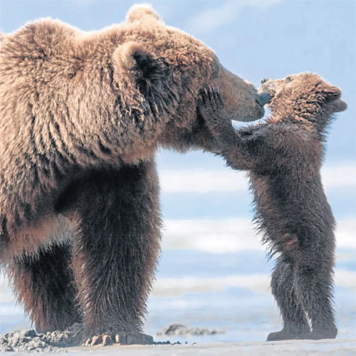 ในโลกของหมี 'Bears'