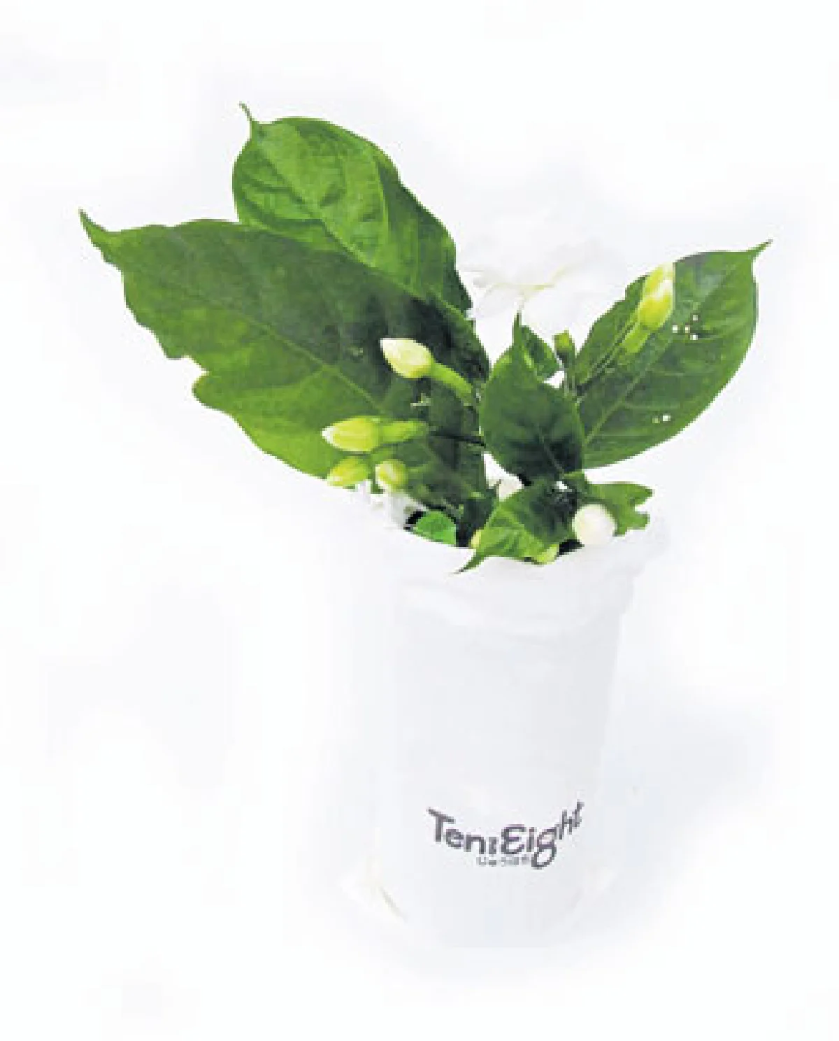 ขวดแก้วตัด