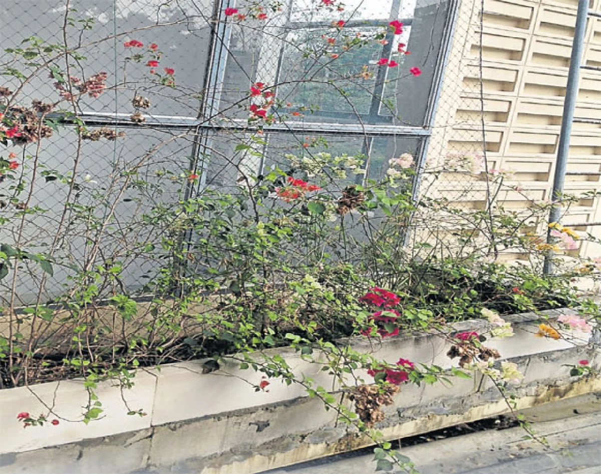 ไม้เถาเลื้อยในสวน