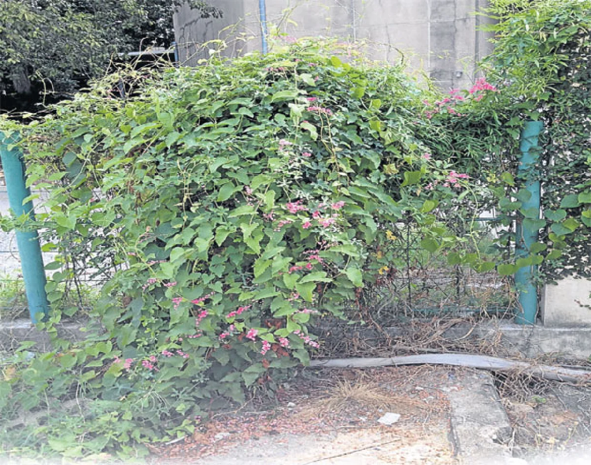 ไม้เถาเลื้อยในสวน