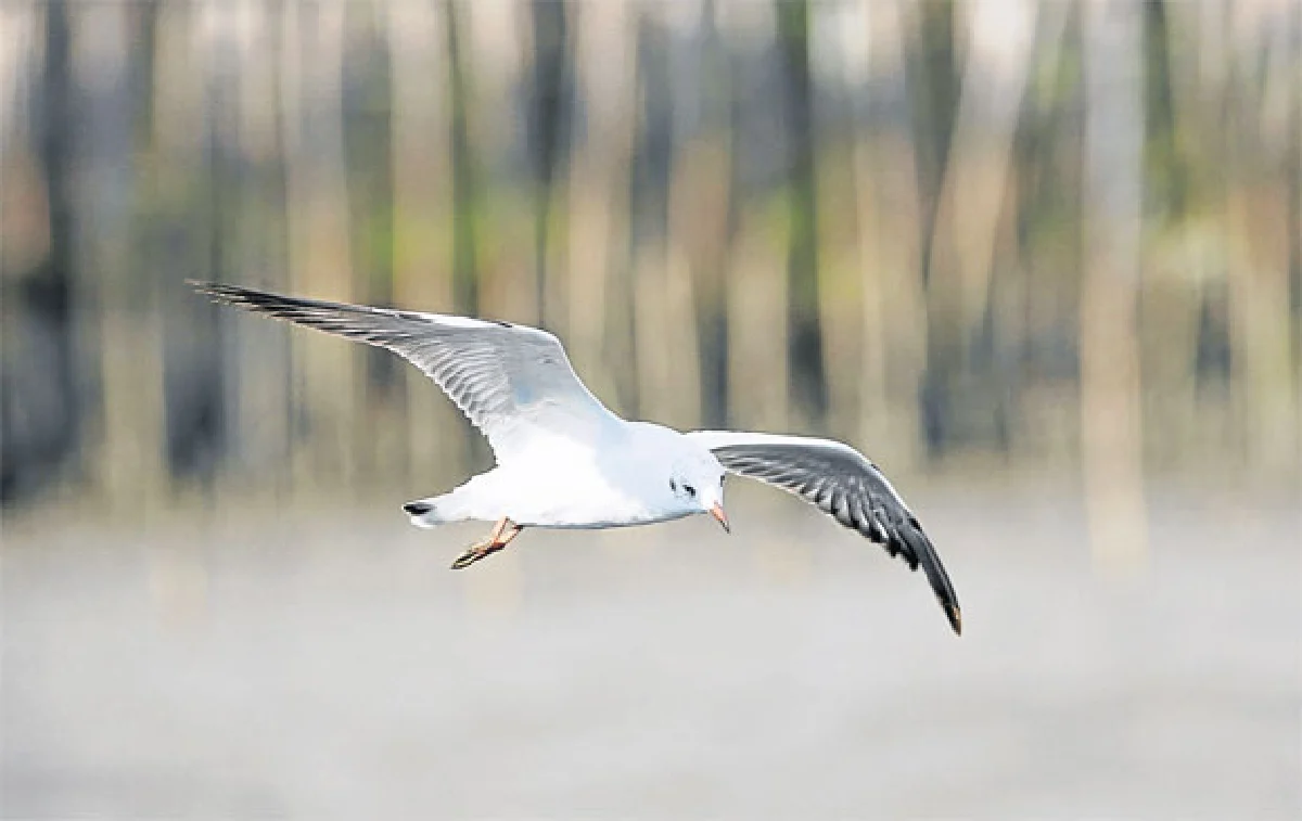 บินไปบนฟ้ากว้าง