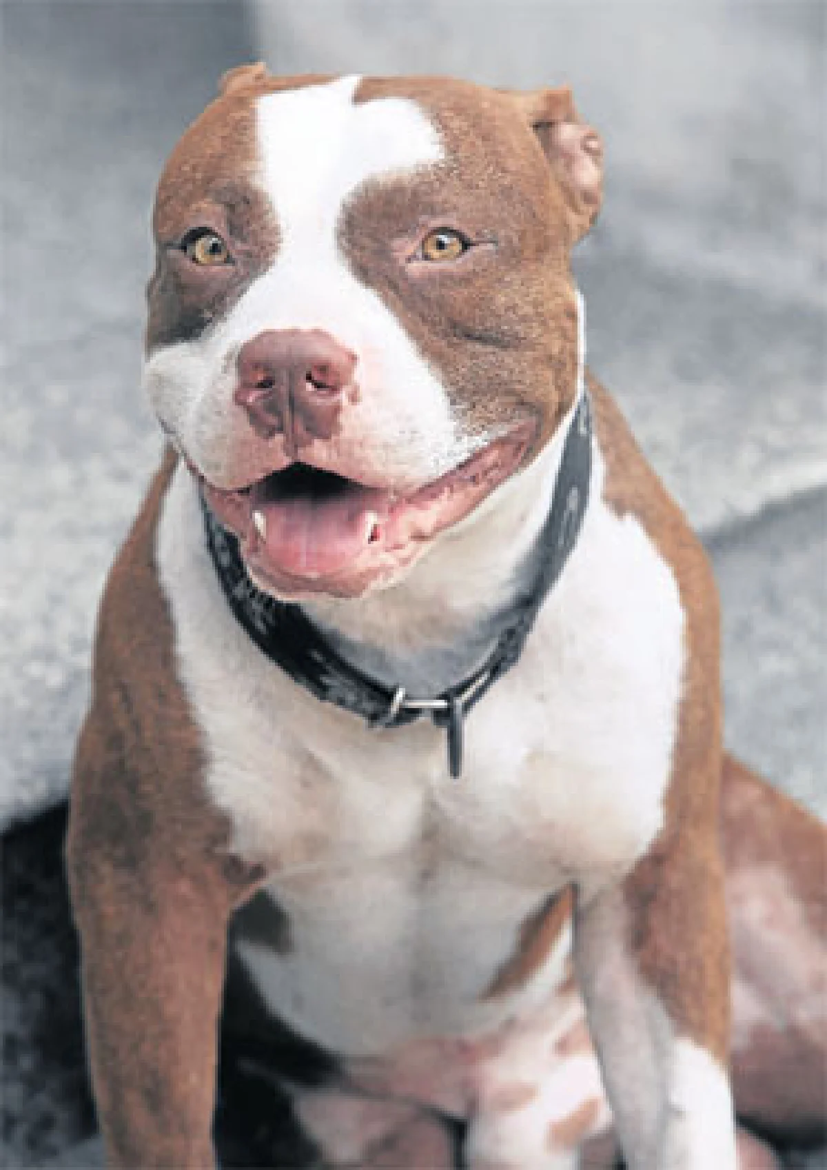 อัครัฐ นิมิตรชัย กับ 3 หน่อ น้องหมาขาโจ๋