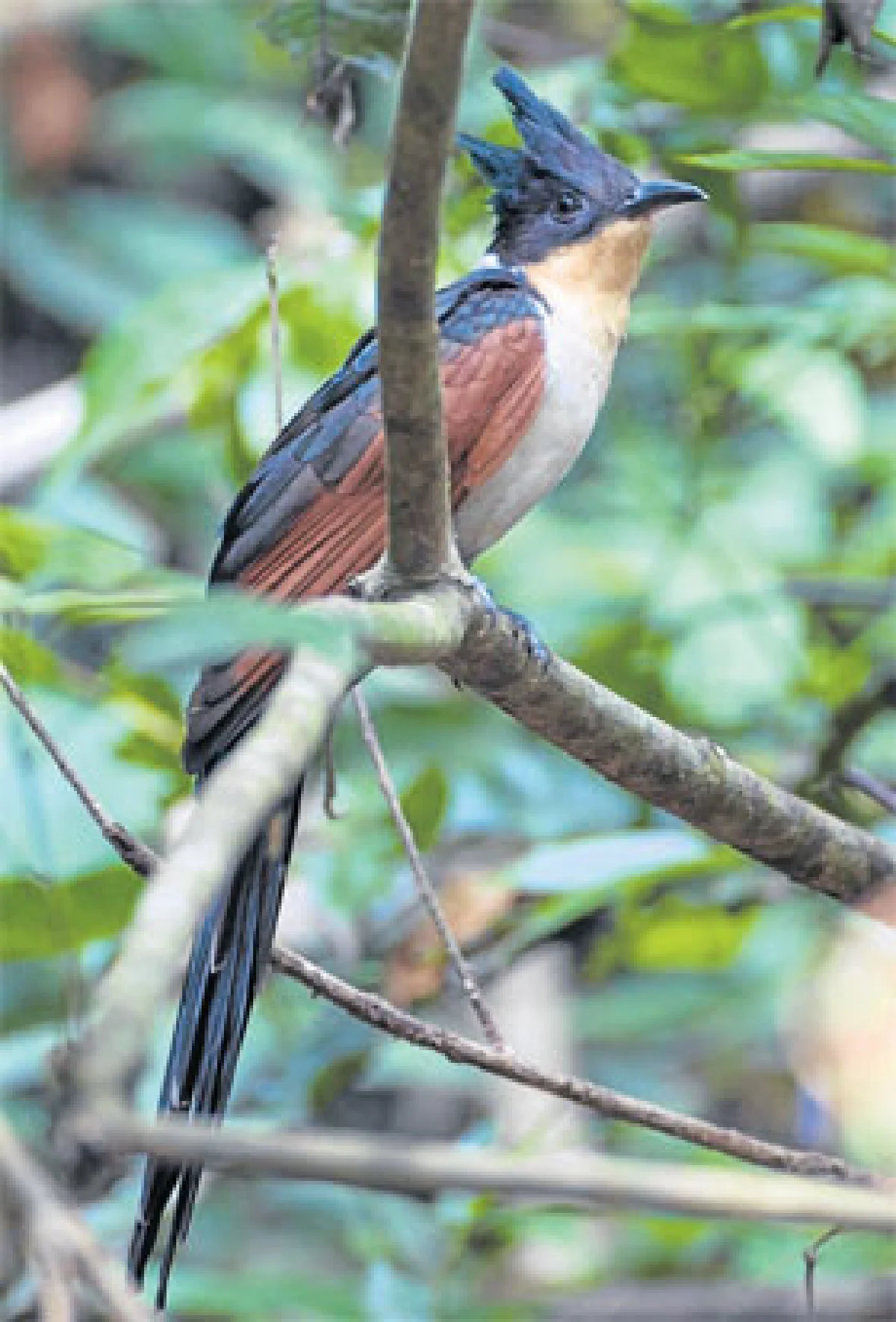 นกเท่ผู้ลึกลับ