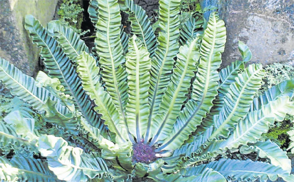 เฟินสกุลข้าหลวงบางชนิดในเมืองไทย (1)