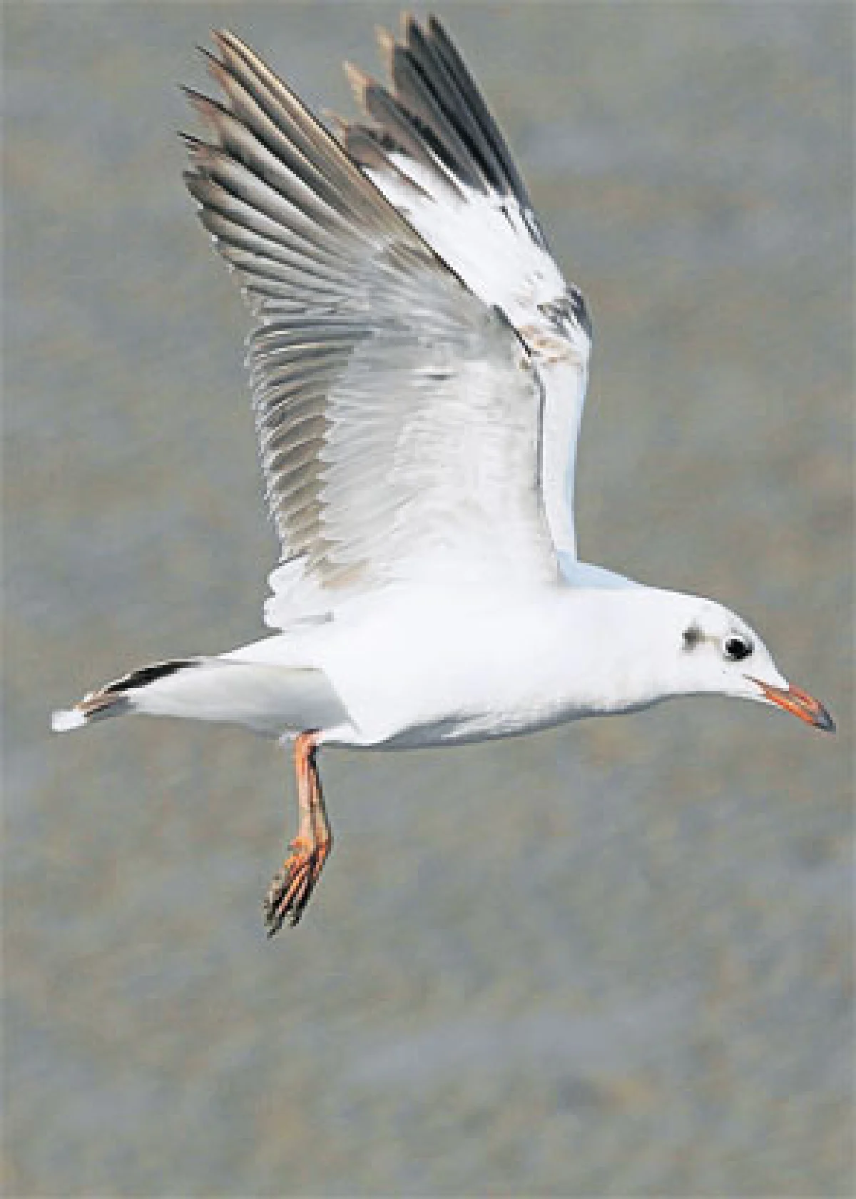 บินไปบนฟ้ากว้าง