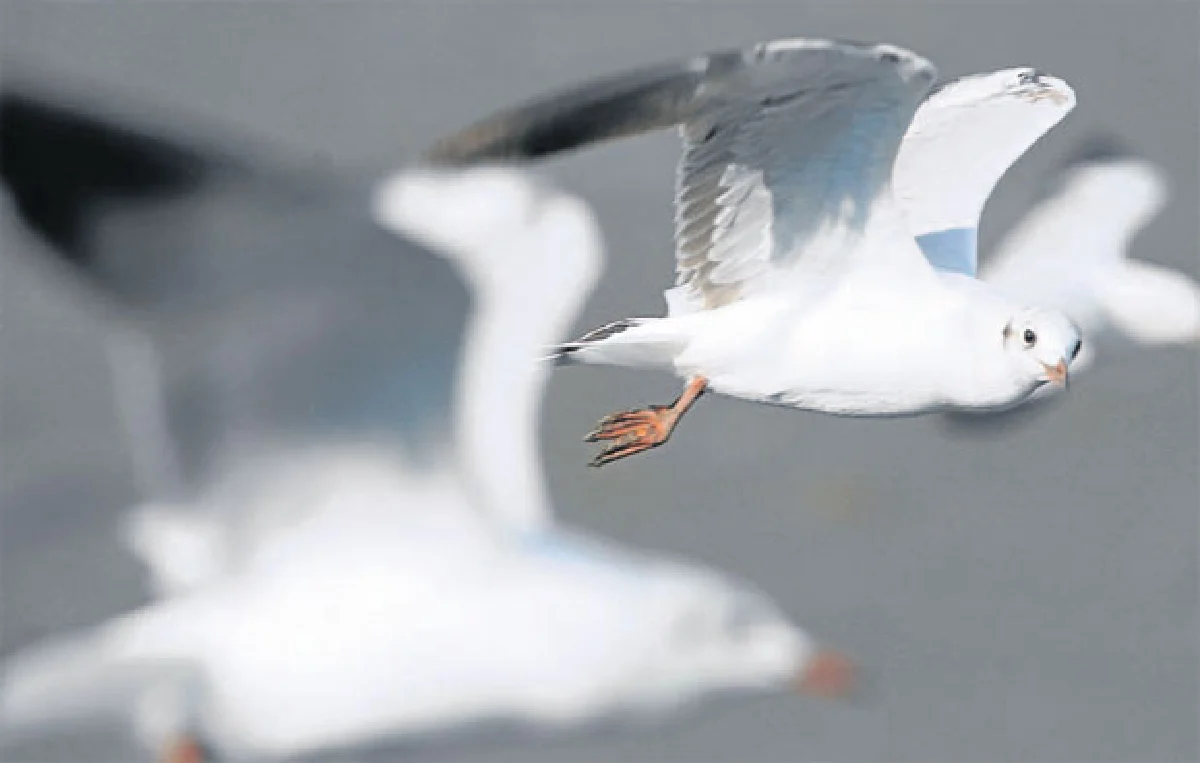 บินไปบนฟ้ากว้าง