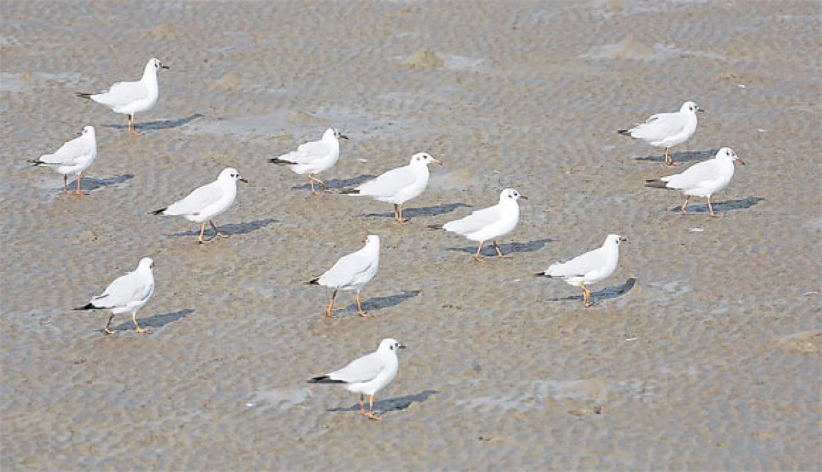 บินไปบนฟ้ากว้าง