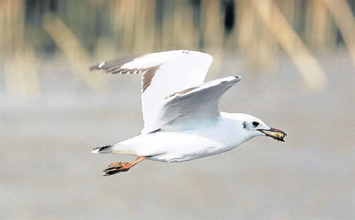 บินไปบนฟ้ากว้าง