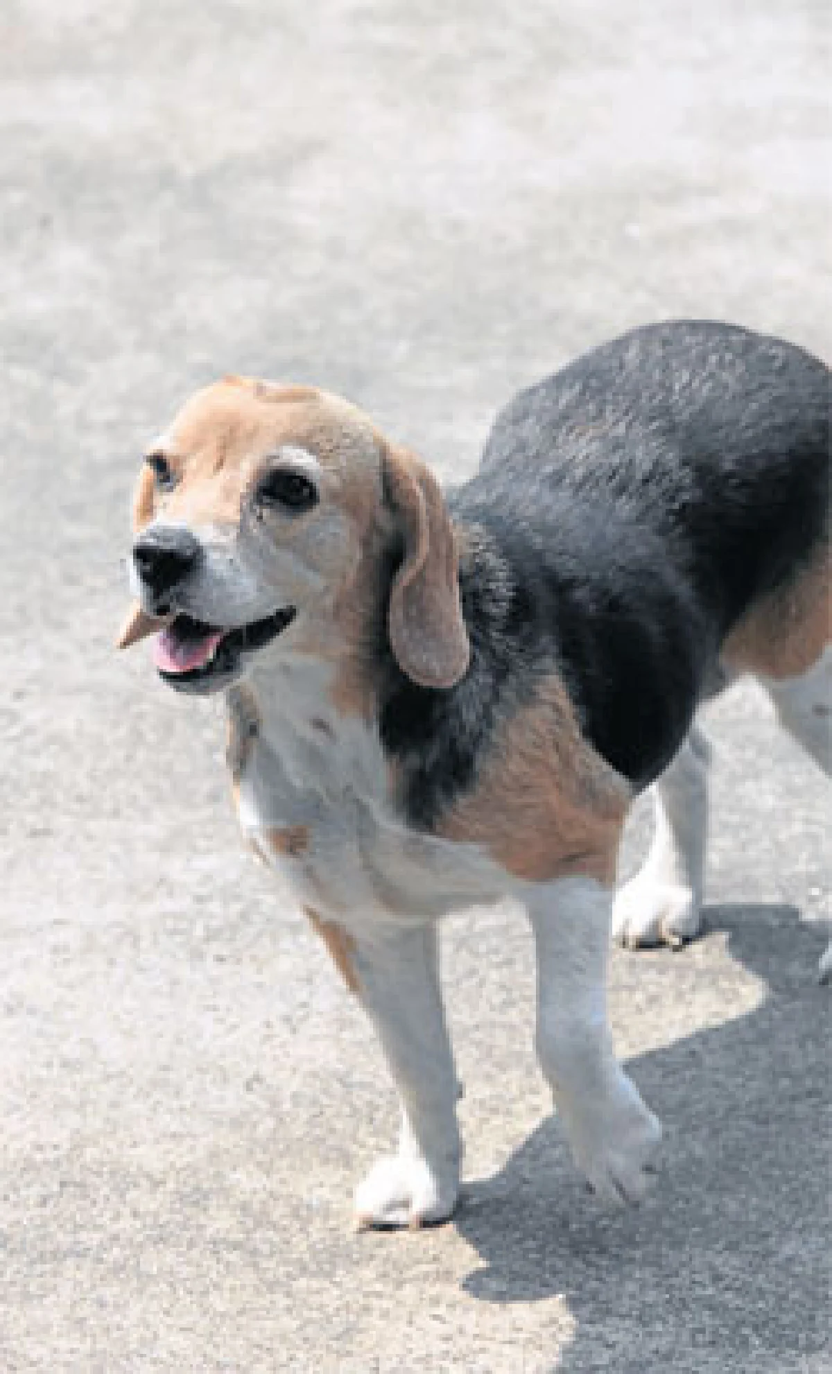 อัครัฐ นิมิตรชัย กับ 3 หน่อ น้องหมาขาโจ๋