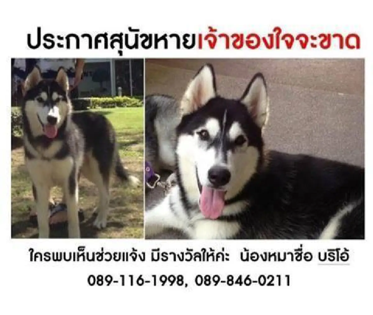 เตือนภัย"น้องหมาหาย"ยากที่จะได้คืน!