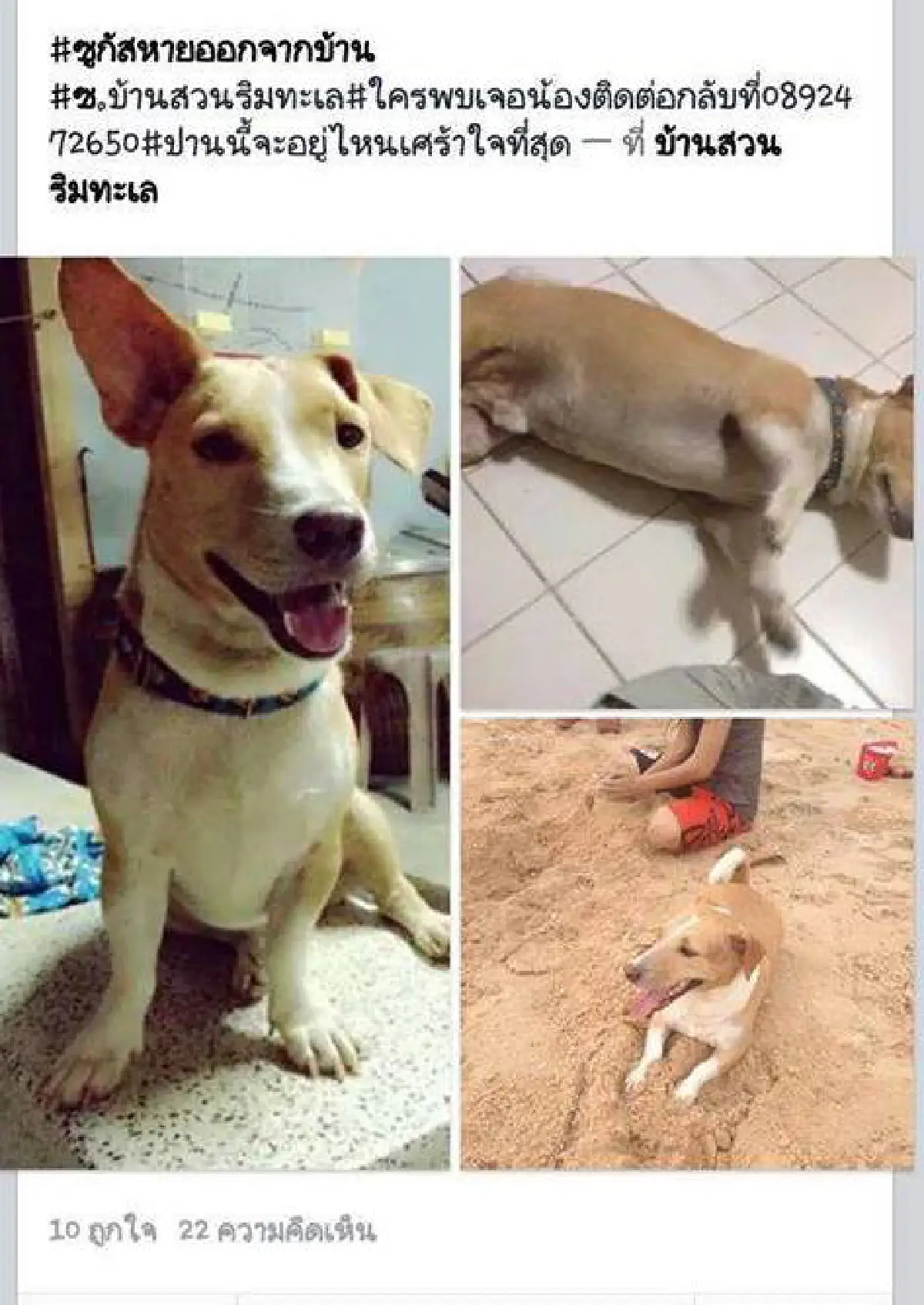 เตือนภัย"น้องหมาหาย"ยากที่จะได้คืน!