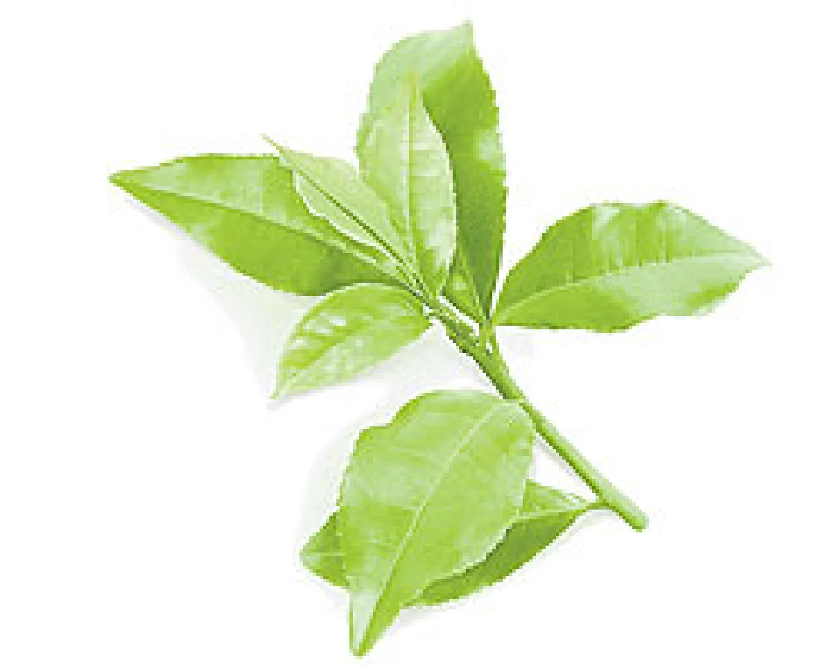 กินต้านแดด