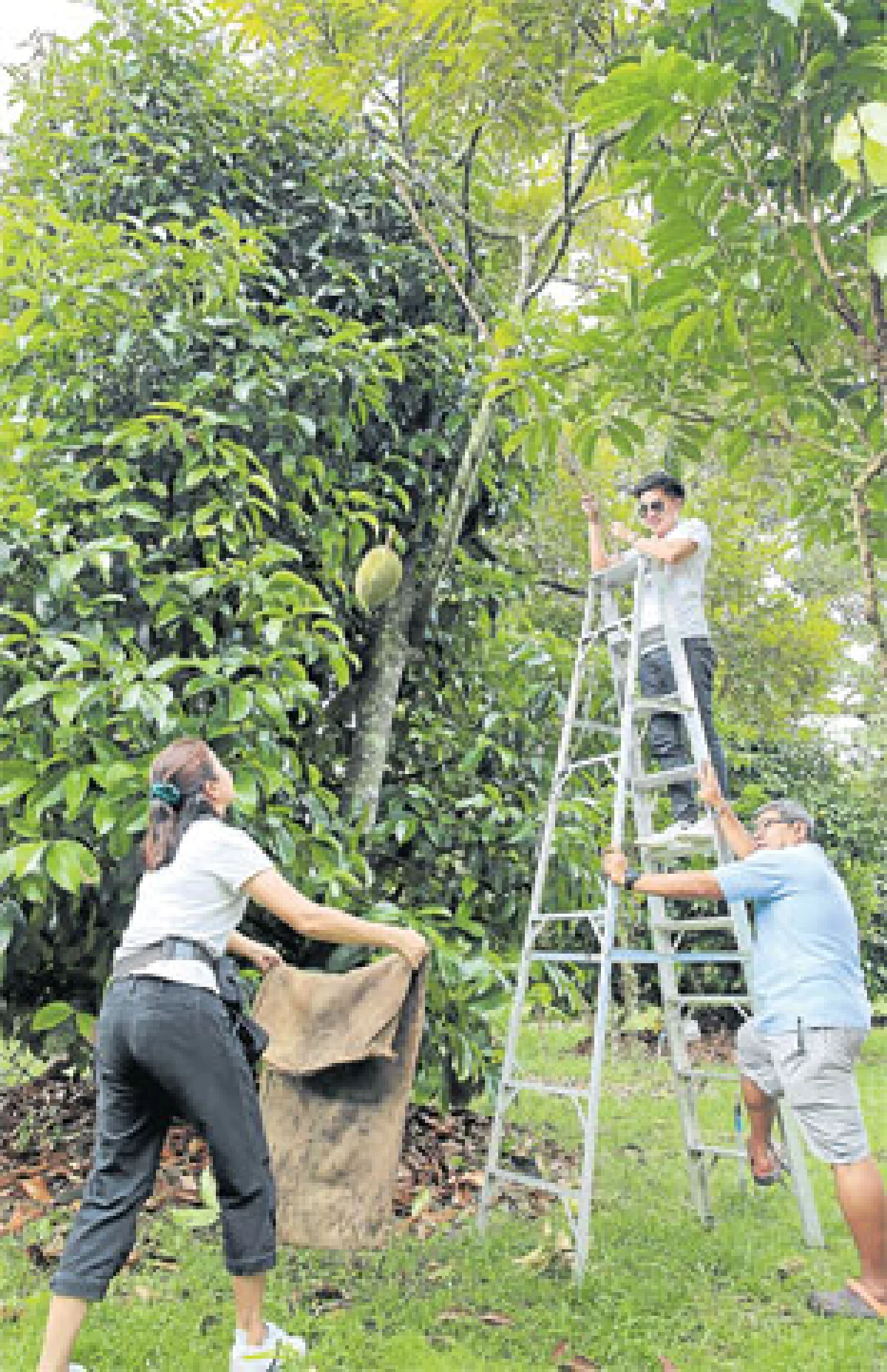 ทุเรียน ทวงบัลลังก์