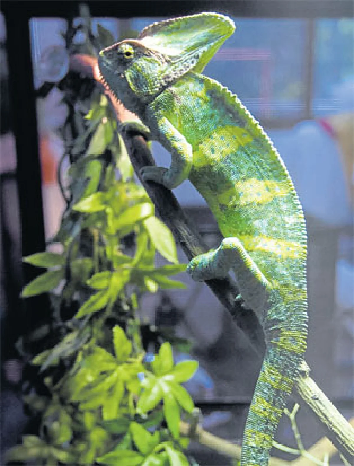 สัมผัสแห่งรัก(ฝูง)น้องกิ้งก่า ของ กนต์ธร เตโชฬาร