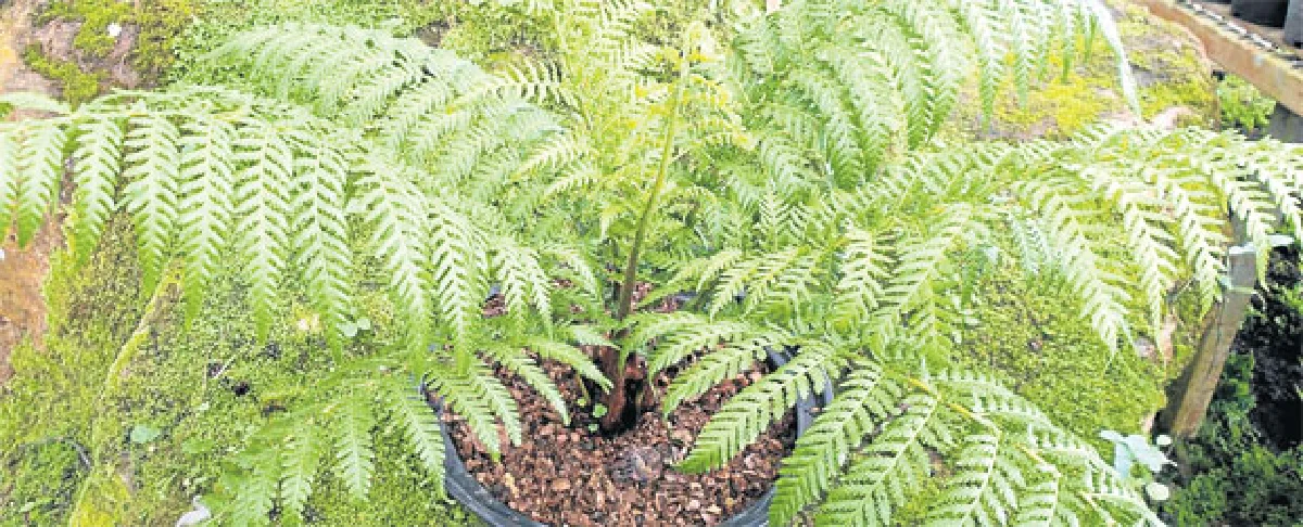 เฟินต้นทาสเมเนียน (Tasmanian treefern) ในโครงการหลวง