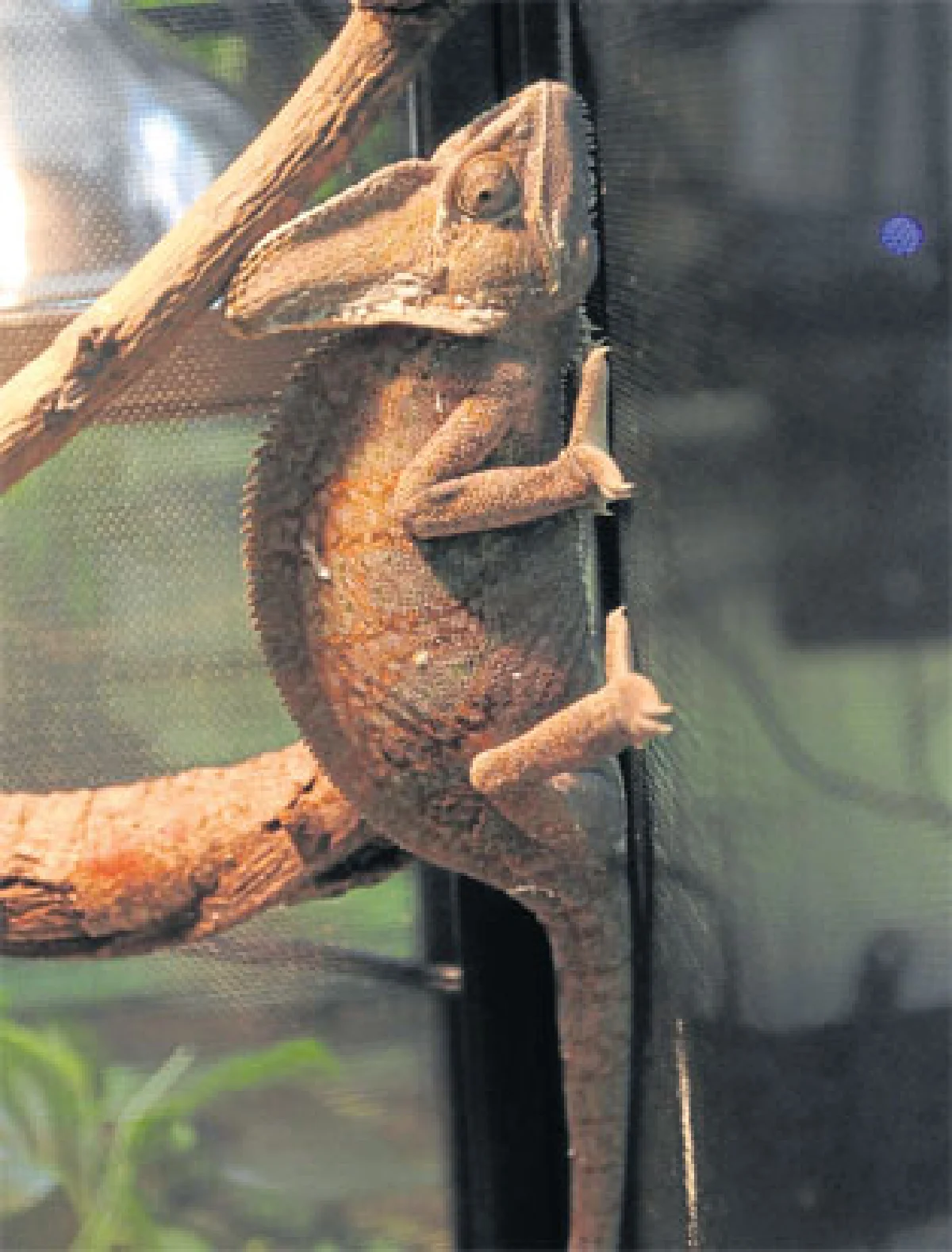 สัมผัสแห่งรัก(ฝูง)น้องกิ้งก่า ของ กนต์ธร เตโชฬาร