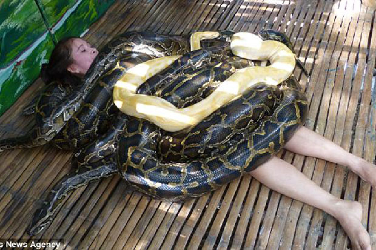 สุดเสียว! สวนสัตว์ฟิลิปปินส์ให้บริการ ‘งูเหลือมนวดนักท่องเที่ยว’ สุดเสียว! สวนสัตว์ฟิลิปปินส์ให้บริการ ‘งูเหลือมนวดนักท่องเที่ยว’