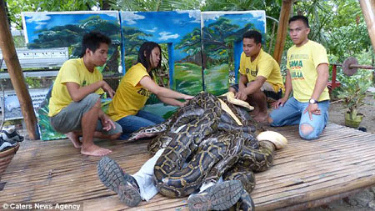 สุดเสียว! สวนสัตว์ฟิลิปปินส์ให้บริการ ‘งูเหลือมนวดนักท่องเที่ยว’