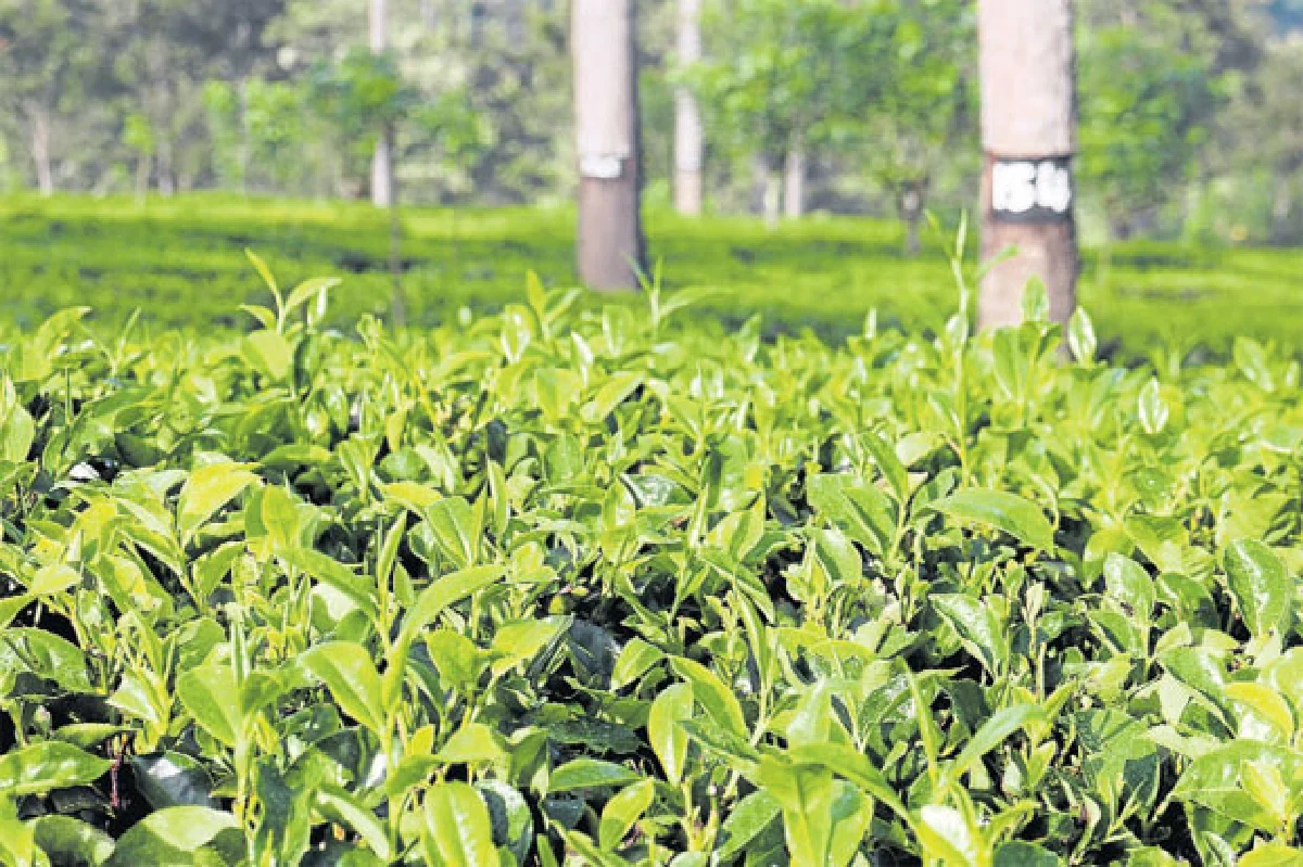 รับรู้ลองลิ้มชิมรส ชาศรีลังกา