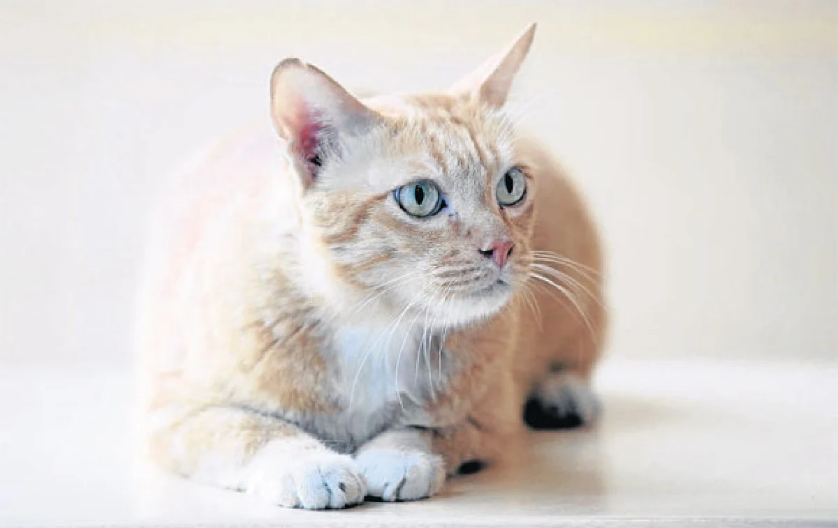 การ์ฟิลด์ จอมซ่าของ เบสท์-ชนิดาภา พงศ์ศิลป์พิพัฒน์