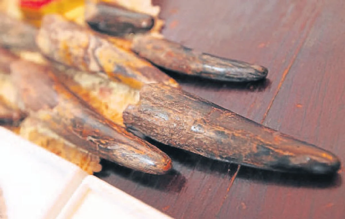 ฟอสซิลกลายเป็นหินสะเก็ดดาวตก ของสะสมสุดล้ำของ สรรค์ สุขุขาวดี