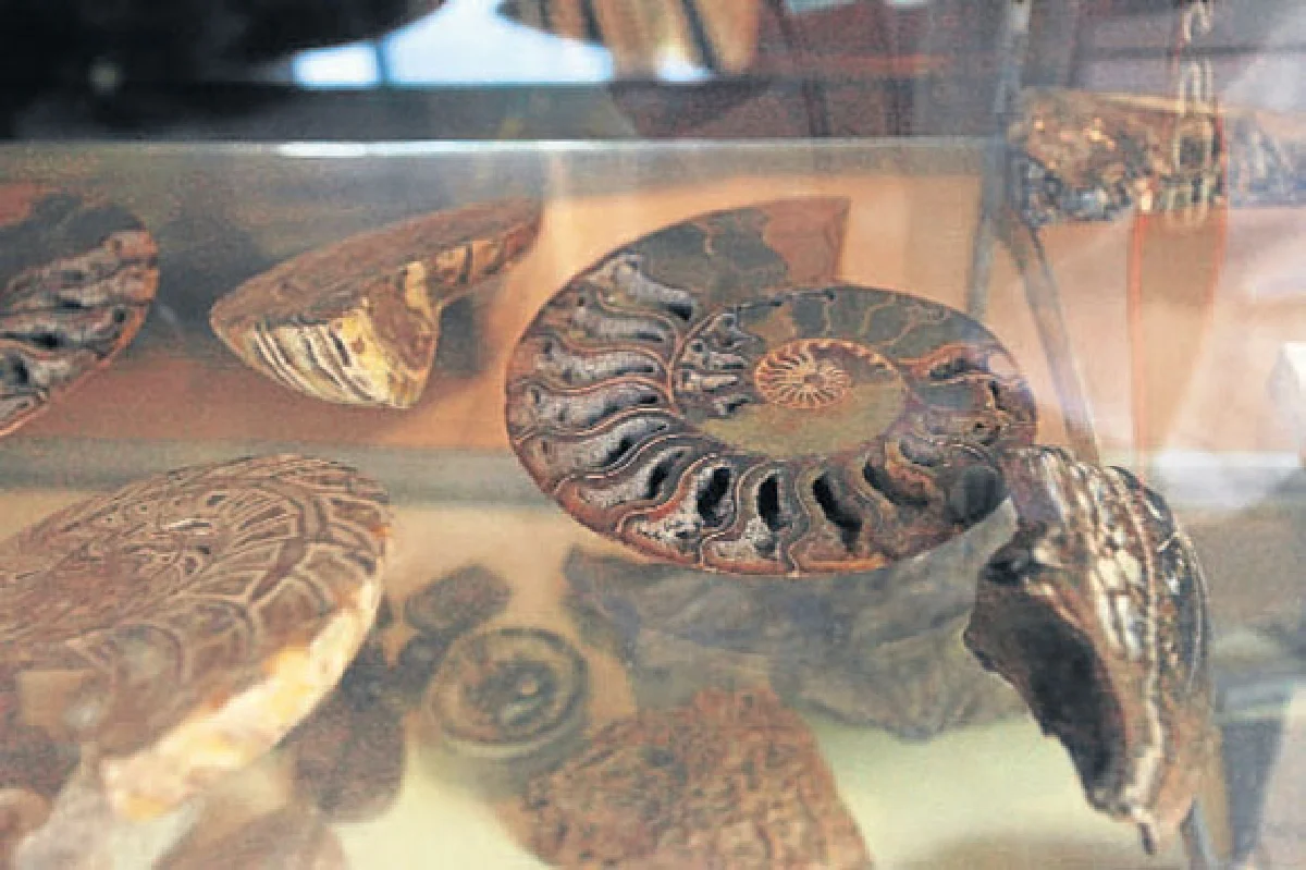 ฟอสซิลกลายเป็นหินสะเก็ดดาวตก ของสะสมสุดล้ำของ สรรค์ สุขุขาวดี