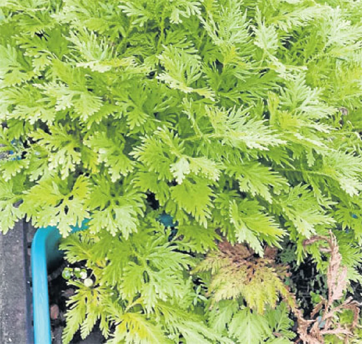 ดอกหินรังไก่เม็กซิกัน และกุหลาบเจริโค พืชคืนชีพ (1)