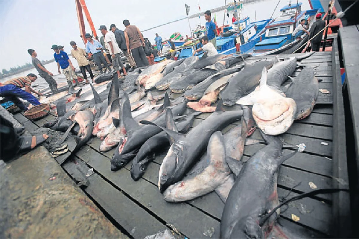 ฉลาม จากผู้ล่าสู่ผู้ถูกล่าแห่งมหาสมุทร