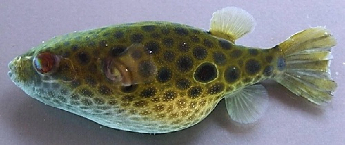 WWFพบ15สัตว์พันธุ์ใหม่แถบลุ่มน้ำโขง