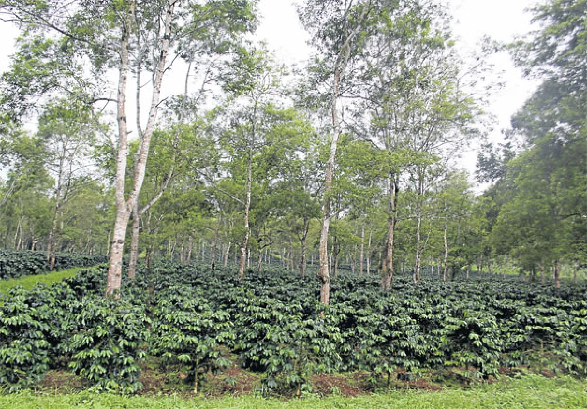 ‘เหลื่อง ลิดดัง’ ชีวิตที่เริ่มจากดินสู่ดาว