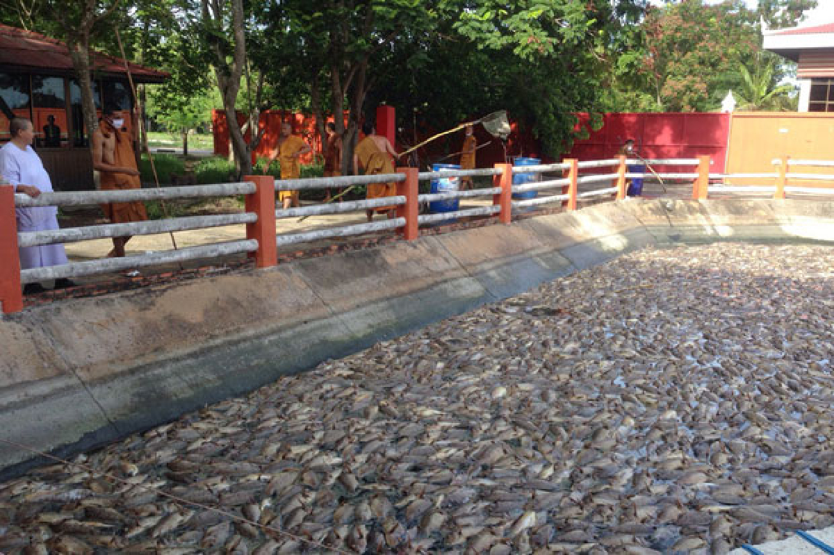 ตะลึง!ปลานับหมื่นตายเกลื่อนวัด ตะลึง!ปลานับหมื่นตายเกลื่อนวัด