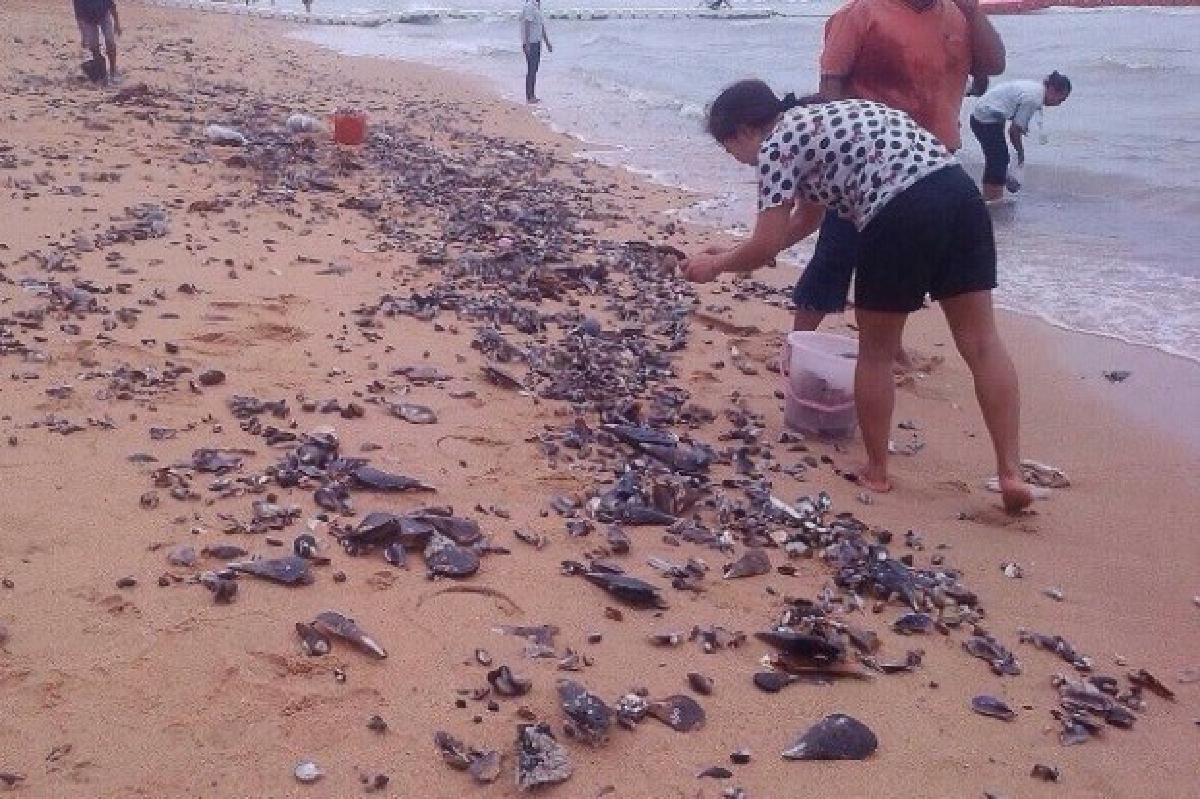 ชาวบ้านแห่เก็บหอยคลื่นซัดเกยหาดจอมเทียน ชาวบ้านแห่เก็บหอยคลื่นซัดเกยหาดจอมเทียน