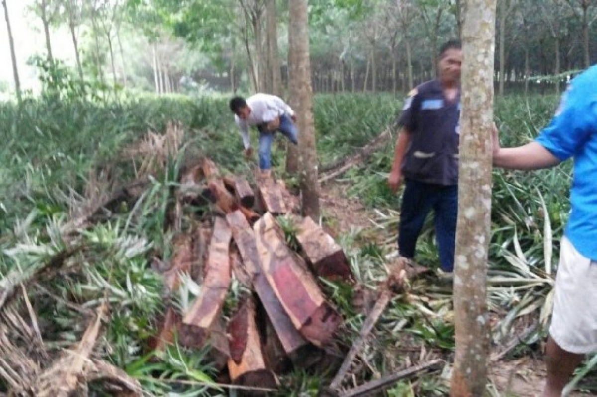 ตรวจยึดไม้พะยูงซุกสวนยาง ตรวจยึดไม้พะยูงซุกสวนยาง