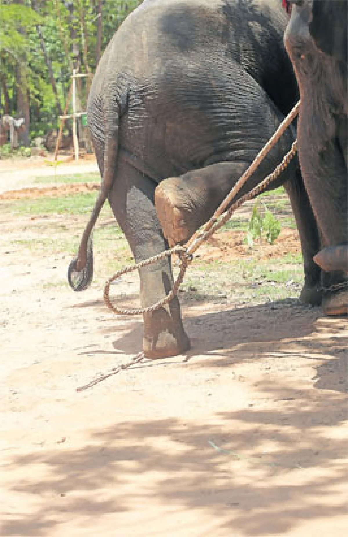 ฤๅจะเป็นประชิสุดท้าย?