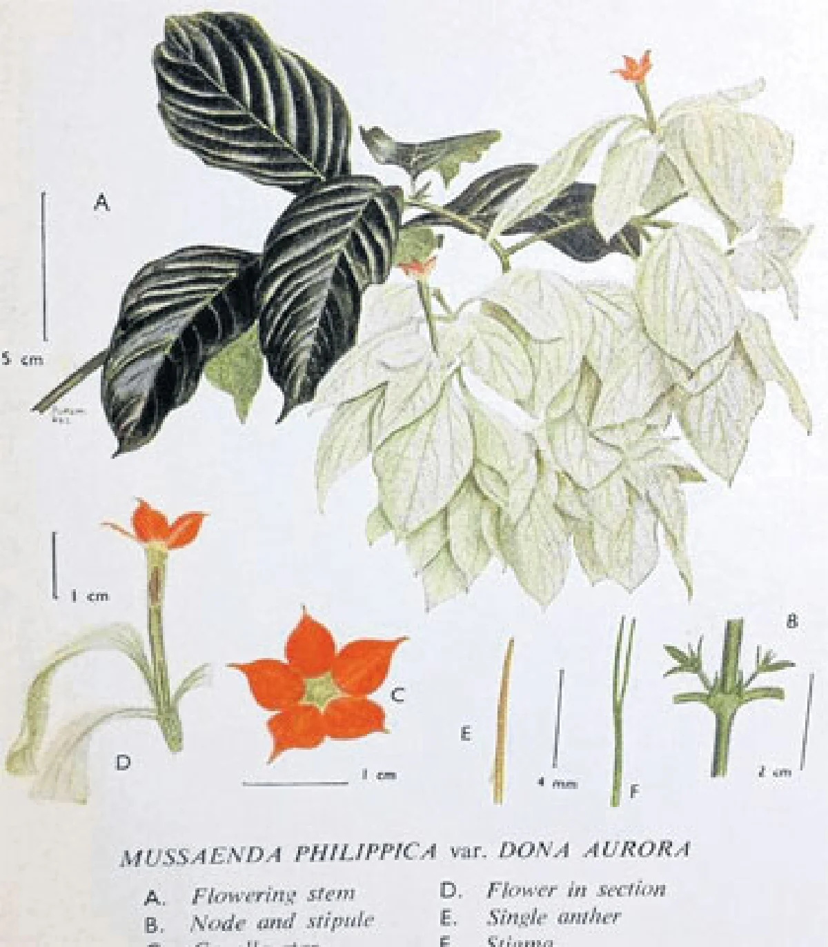 เรื่องของดอนญ่า (ใบต่างดอก) (1)