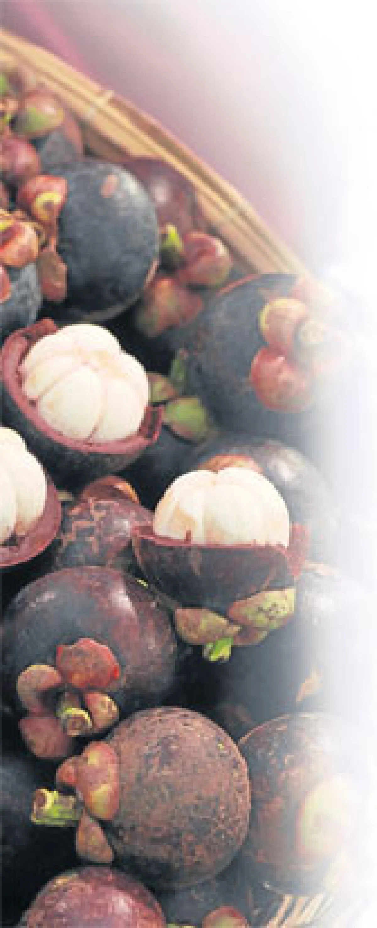 มังคุดอินทรีย์ของดีเมืองตราด