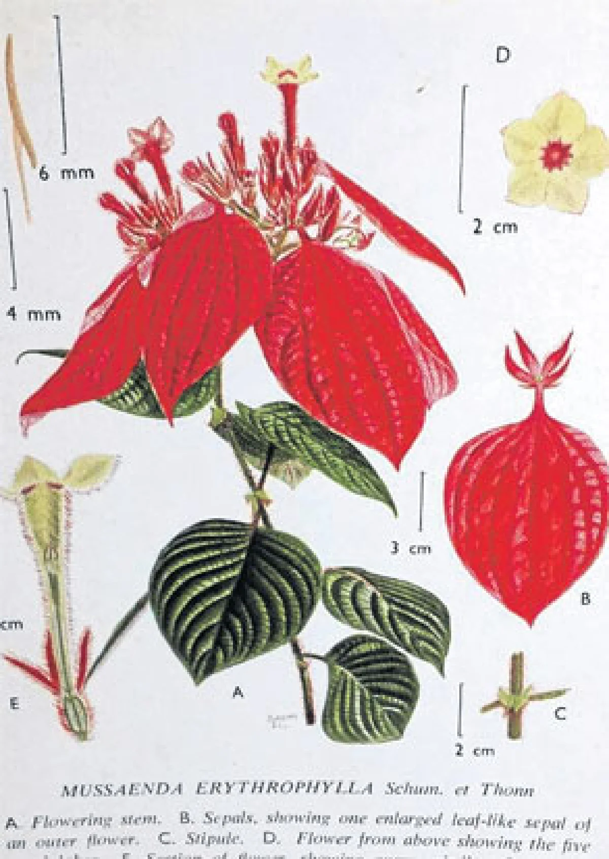 เรื่องของดอนญ่า (ใบต่างดอก) (1)