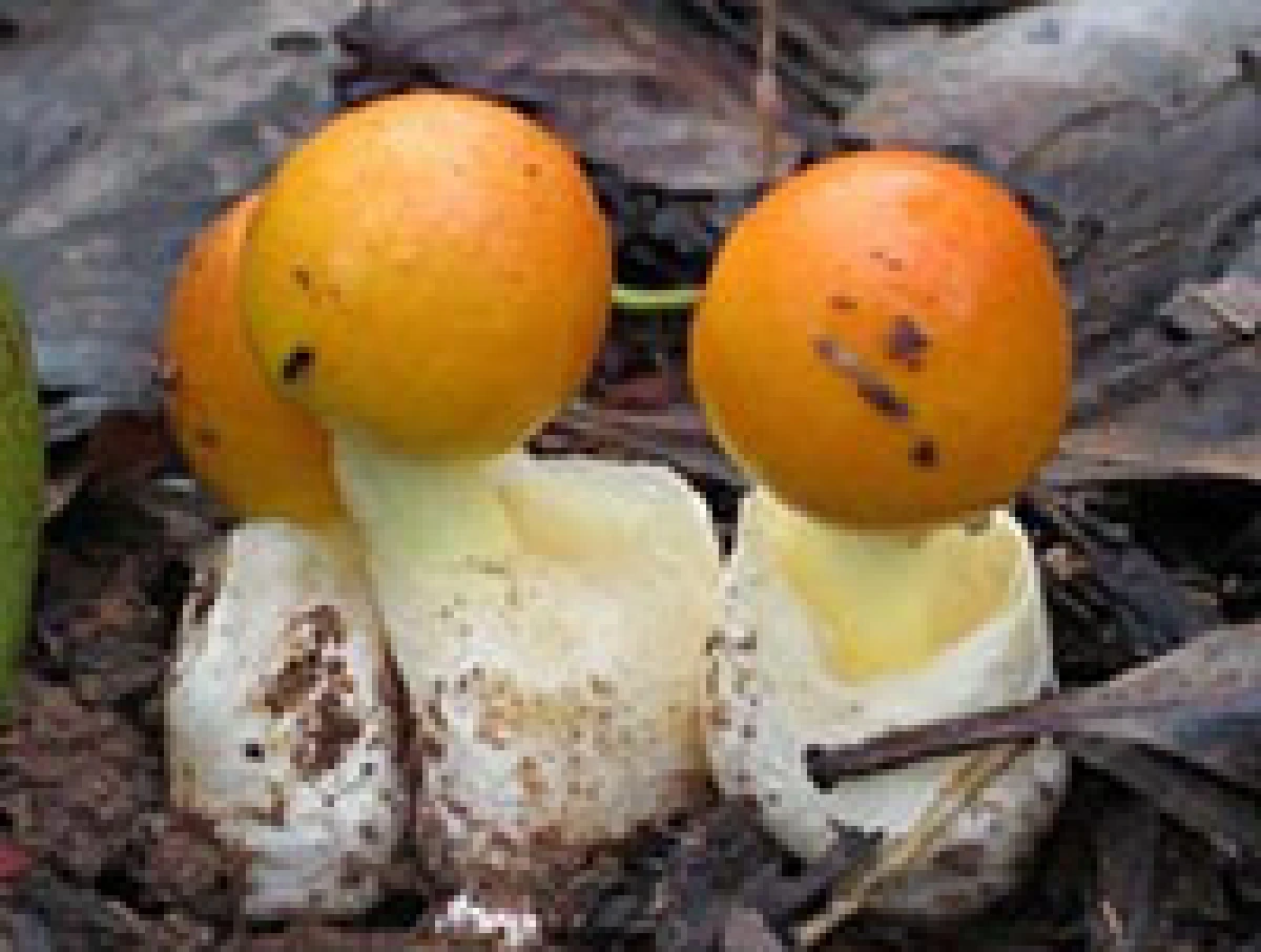 Beware of poisonous mushrooms