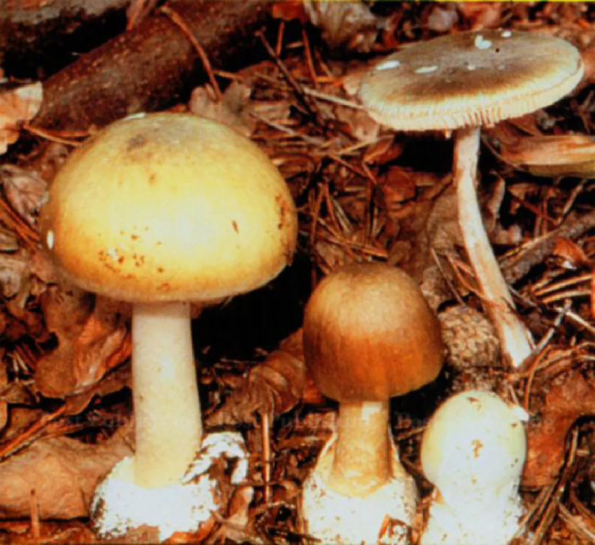Beware of poisonous mushrooms
