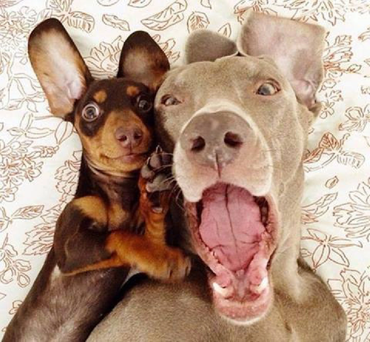 รวมภาพเซลฟี่สัตว์โลกน่ารัก