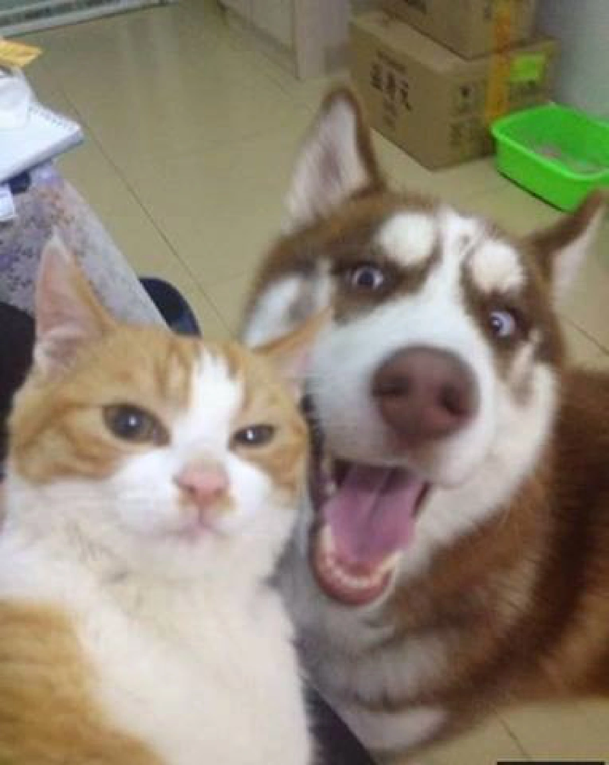 รวมภาพเซลฟี่สัตว์โลกน่ารัก