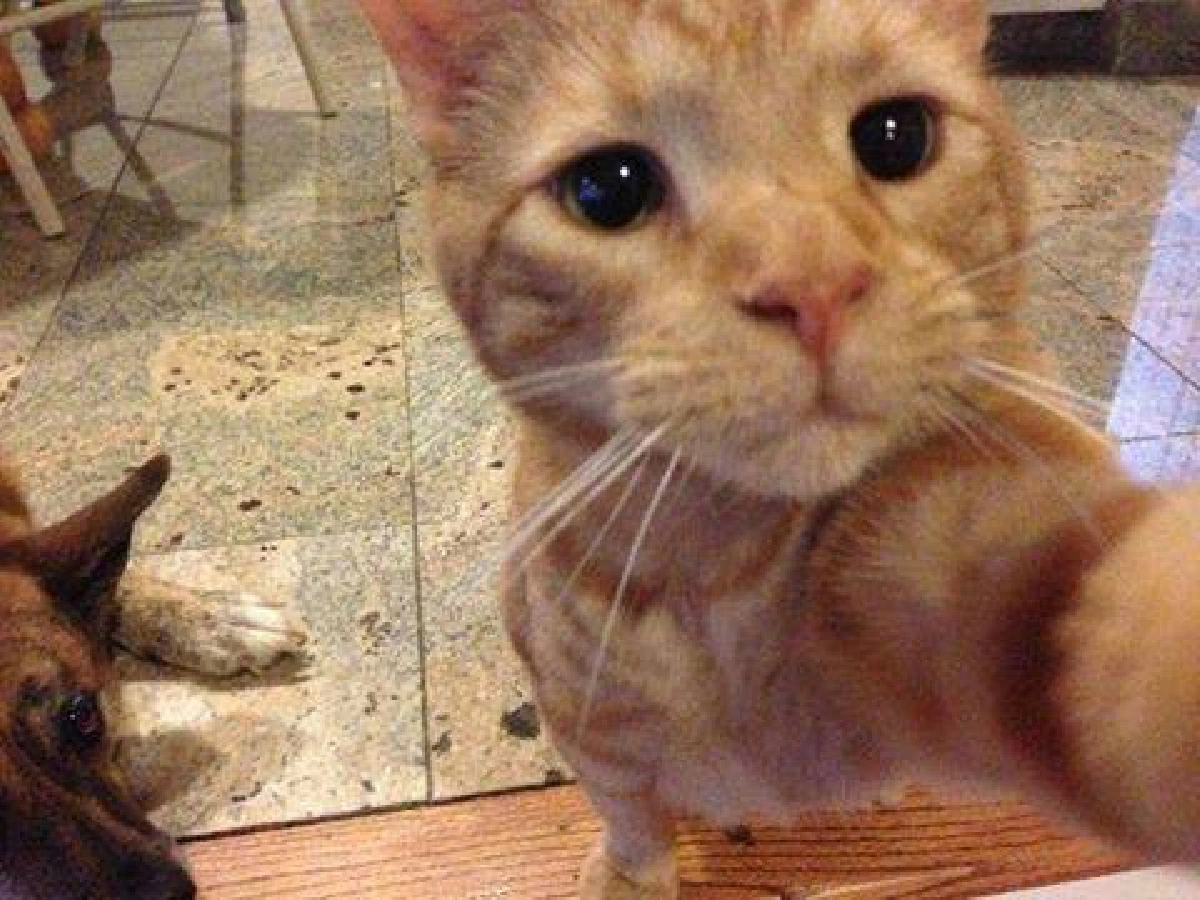 รวมภาพเซลฟี่สัตว์โลกน่ารัก