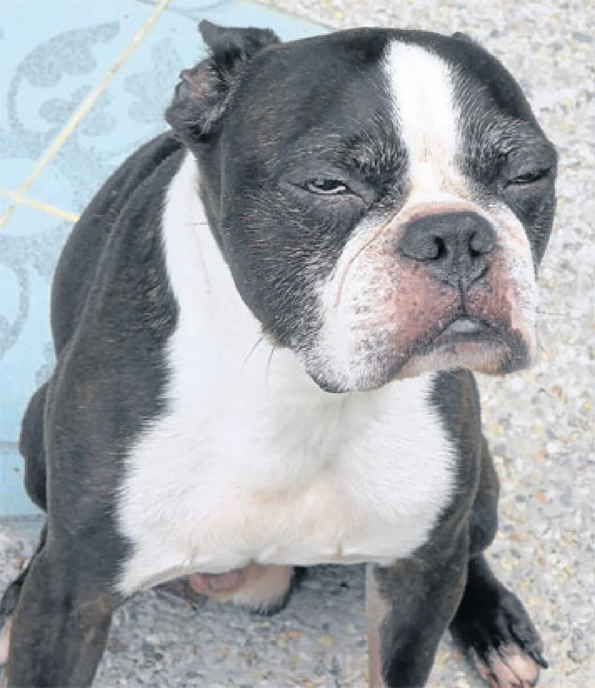 ทองพลับ...หมาบ้าพลัง ของ กีรติกร นาคสมภพ