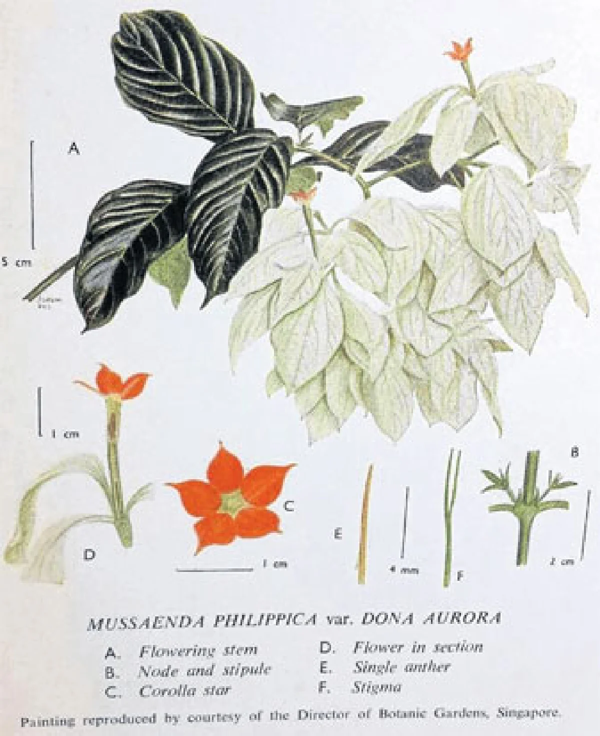 ดอนญ่า (ใบต่างดอก) (2)