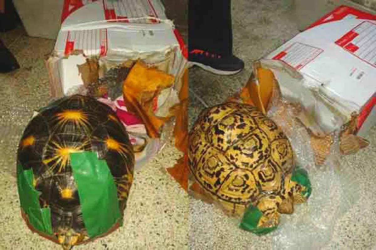 Don't mail animals in parcels, please