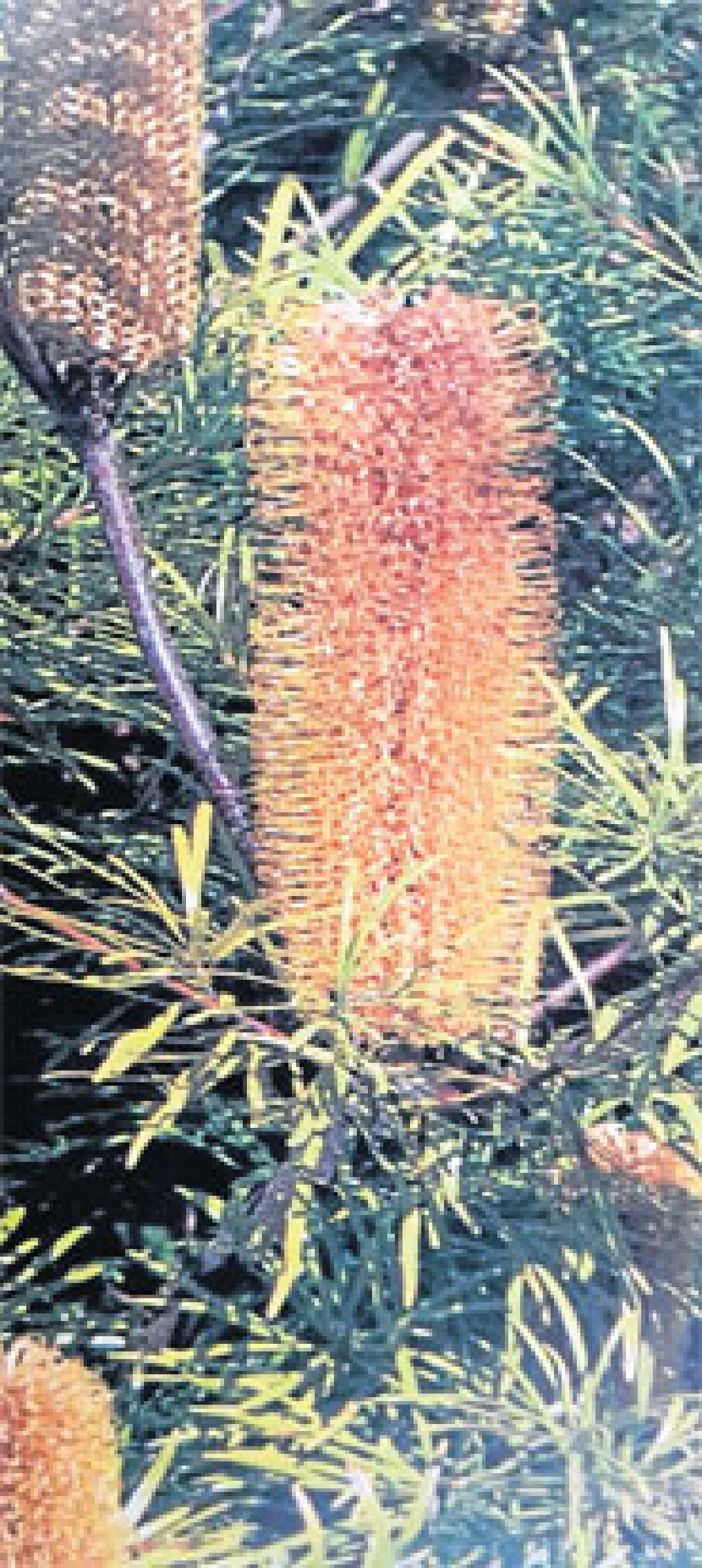 เมื่อดอกแบงค์เซียบานบนดอยอินทนนท์ (1)