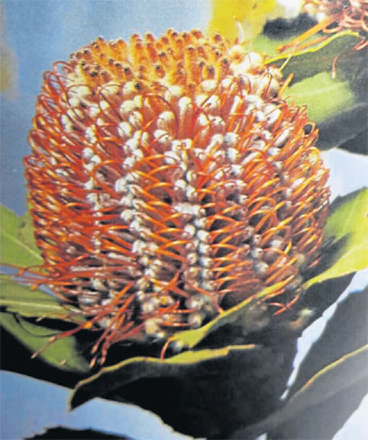 เมื่อดอกแบงค์เซียบานบนดอยอินทนนท์ (1)